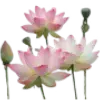 🖤 Эмодзи «pink #розовые #pink» для Telegram