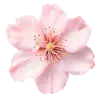 🤩 Эмодзи «pink #розовые #pink» для Telegram
