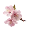 🤩 Эмодзи «pink #розовые #pink» для Telegram