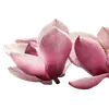 🤩 Эмодзи «pink #розовые #pink» для Telegram