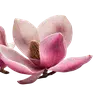 🤩 Эмодзи «pink #розовые #pink» для Telegram
