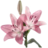 🪷 Эмодзи «pink #розовые #pink» для Telegram