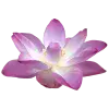 🤩 Эмодзи «pink #розовые #pink» для Telegram