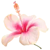 🤩 Эмодзи «pink #розовые #pink» для Telegram