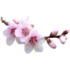 🤩 Эмодзи «pink #розовые #pink» для Telegram