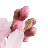 🤩 Эмодзи «pink heaven» для Telegram