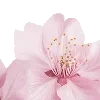 🤩 Эмодзи «pink heaven» для Telegram