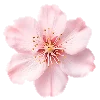 🤩 Эмодзи «pink heaven» для Telegram