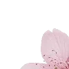 🤩 Эмодзи «pink heaven» для Telegram