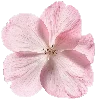 🤩 Эмодзи «pink heaven» для Telegram
