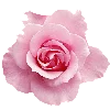 🤩 Эмодзи «pink heaven» для Telegram