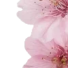 🤩 Эмодзи «pink heaven» для Telegram