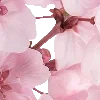🤩 Эмодзи «pink heaven» для Telegram