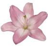 🤩 Эмодзи «Pinkii» для Telegram