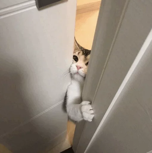 🐈 Стикер «Pishi 2» для Telegram