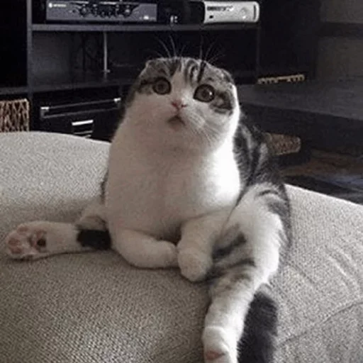 🐈 Стикер «Pishi 2» для Telegram
