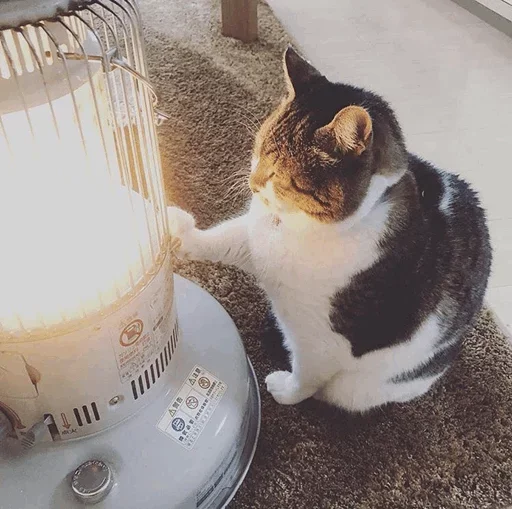 🐈 Стикер «Pishi 2» для Telegram