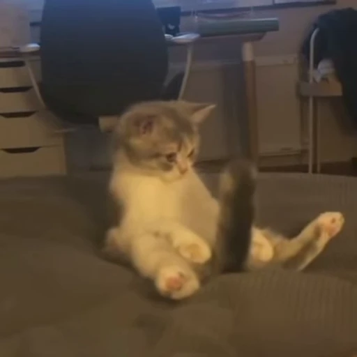 🐾 Стикер «PishiMiio» для Telegram