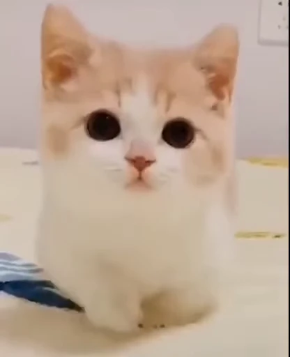😃 Стикер «PishiMiio» для Telegram