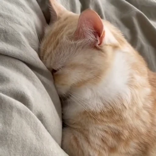 🥺 Стикер «PishiMiio» для Telegram