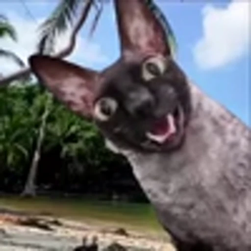 🦇 Эмодзи «Cats Котики» для Telegram