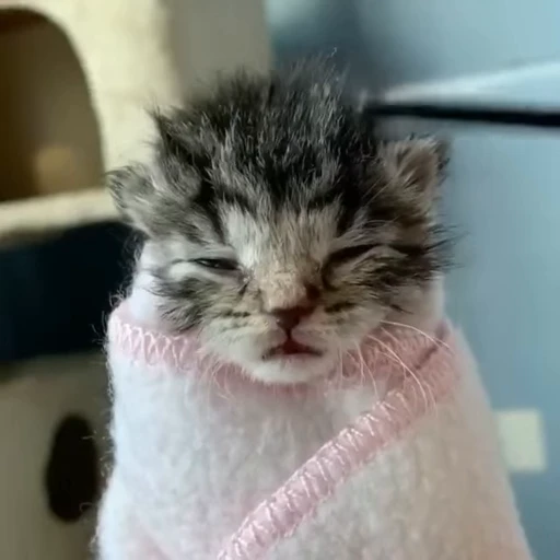 💤 Стикер «сюда мяу ->» для Telegram