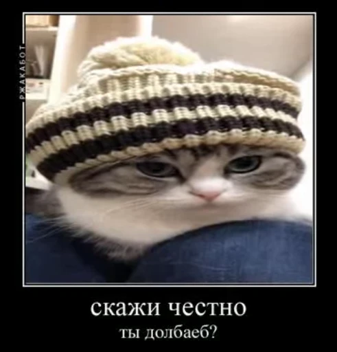 😡 Стикер «сюда мяу ->» для Telegram