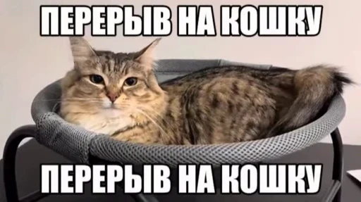 🥰 Стикер «сюда мяу ->» для Telegram