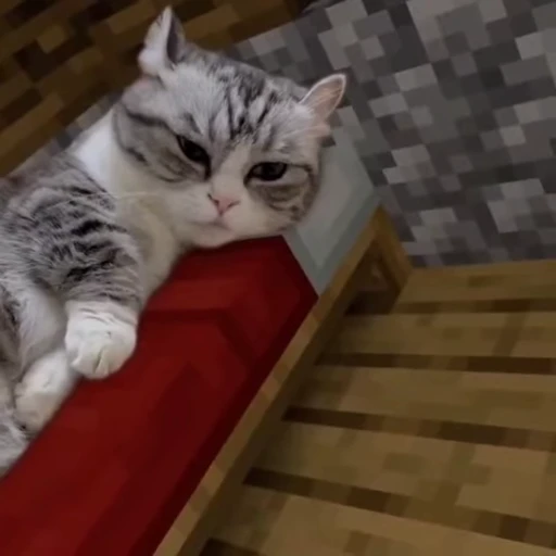 💤 Стикер «сюда мяу ->» для Telegram