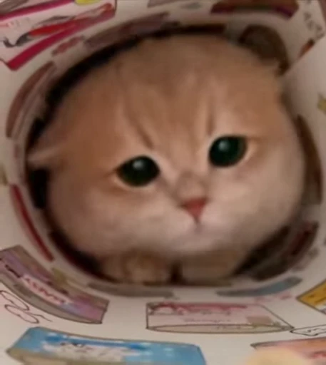 ☹️ Стикер «сюда мяу ->» для Telegram