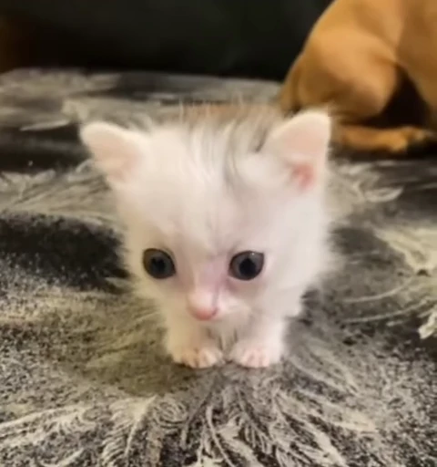🥺 Стикер «сюда мяу ->» для Telegram