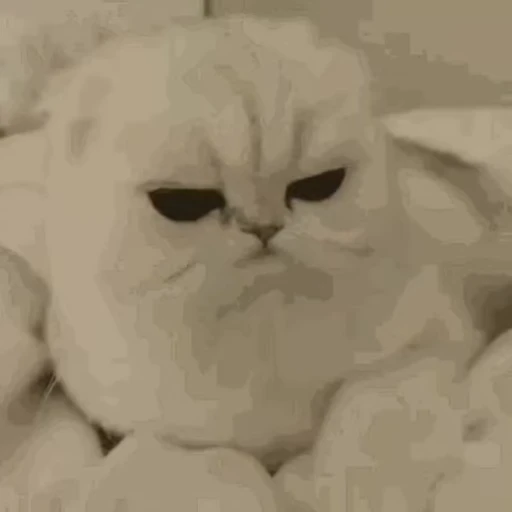 👀 Стикер «сюда мяу ->» для Telegram