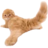 🐱 Эмодзи «Kitties» для Telegram