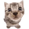 🐱 Эмодзи «Kitties» для Telegram