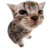 🐱 Эмодзи «Kitties» для Telegram