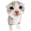 🐱 Эмодзи «Kitties» для Telegram