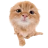 🐱 Эмодзи «Kitties» для Telegram