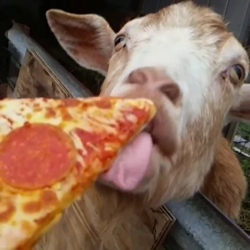 🍕 Стикер «Pizza» для Telegram