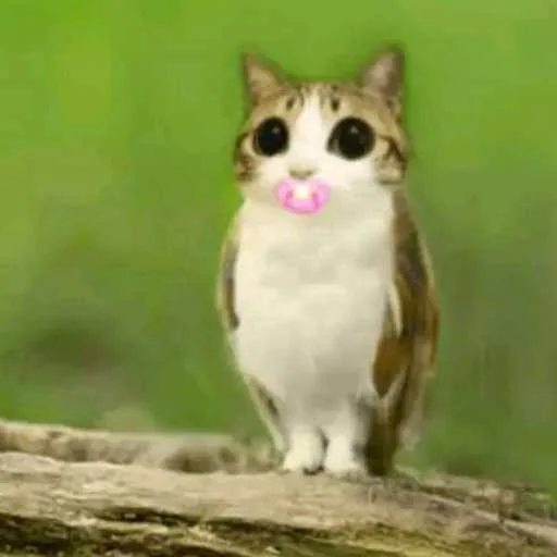 Стикерпак Meow для Telegram — скачать