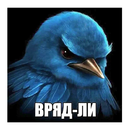 🐦 Стикер «5 минут мозг это че бу» для Telegram