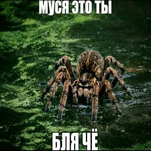 😘 Стикер «лол part2» для Telegram