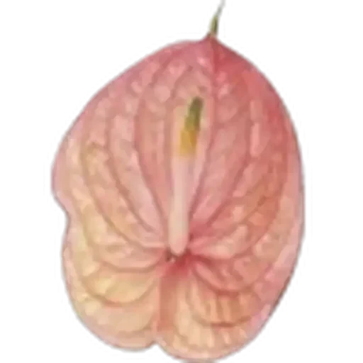 🤩 Стикер «Plants» для Telegram