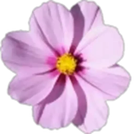 🤩 Стикер «Plants» для Telegram