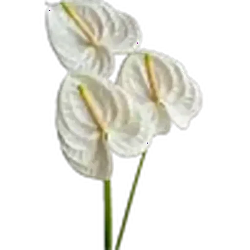 🤩 Стикер «Plants» для Telegram