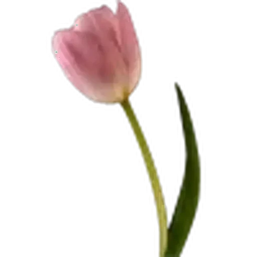 🤩 Стикер «Plants» для Telegram