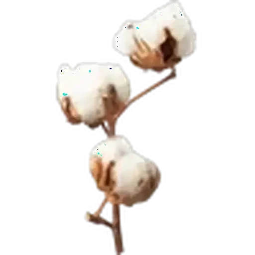 🤩 Стикер «Plants» для Telegram