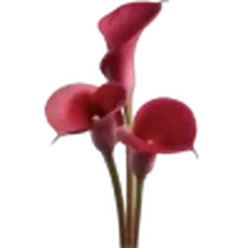 🤩 Стикер «Plants» для Telegram