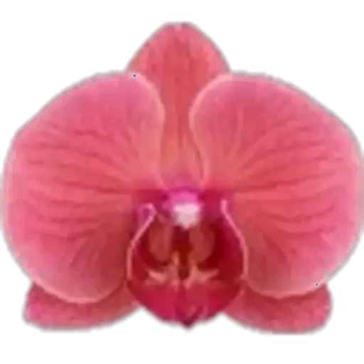 🤩 Стикер «Plants» для Telegram