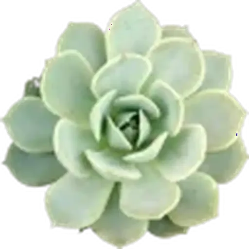 🤩 Стикер «Plants» для Telegram