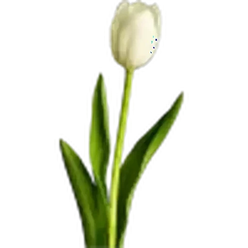 🤩 Стикер «Plants» для Telegram